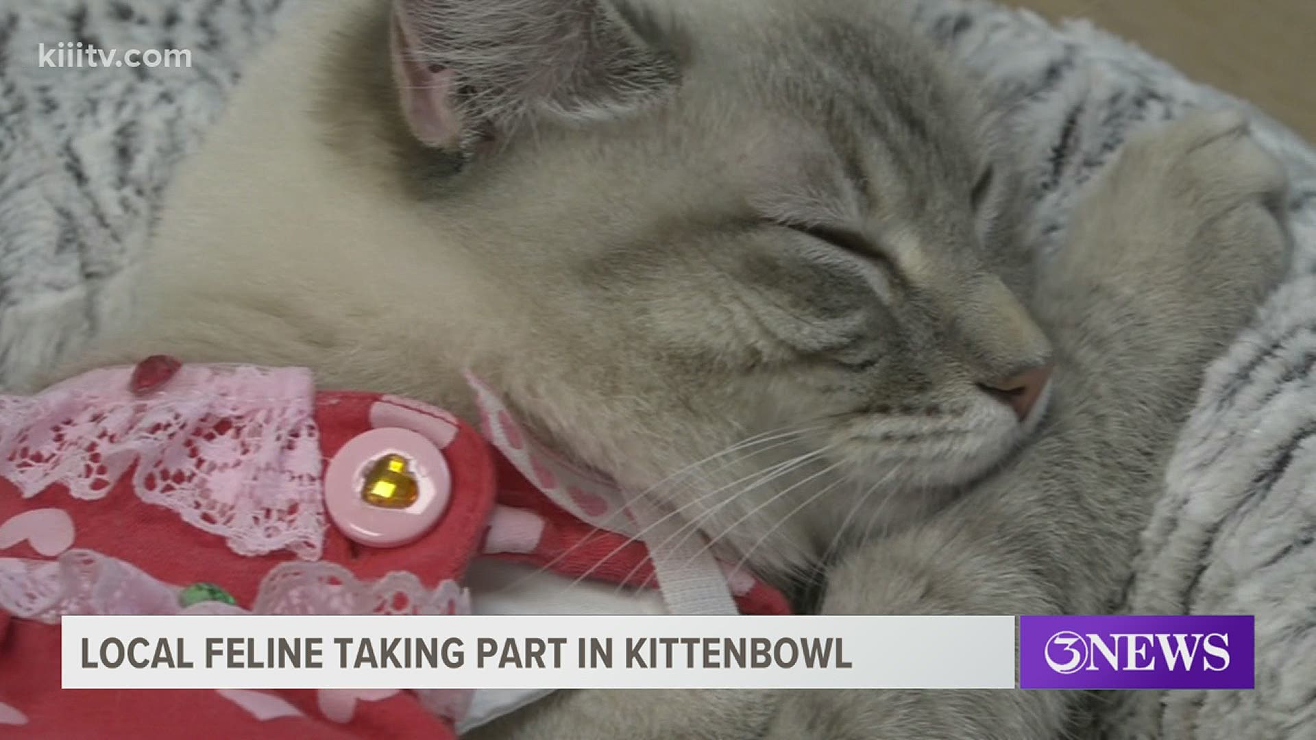 Corpus Christi Cat Shelter To Be Featured In Annual Kittenbowl Kiiitv Com