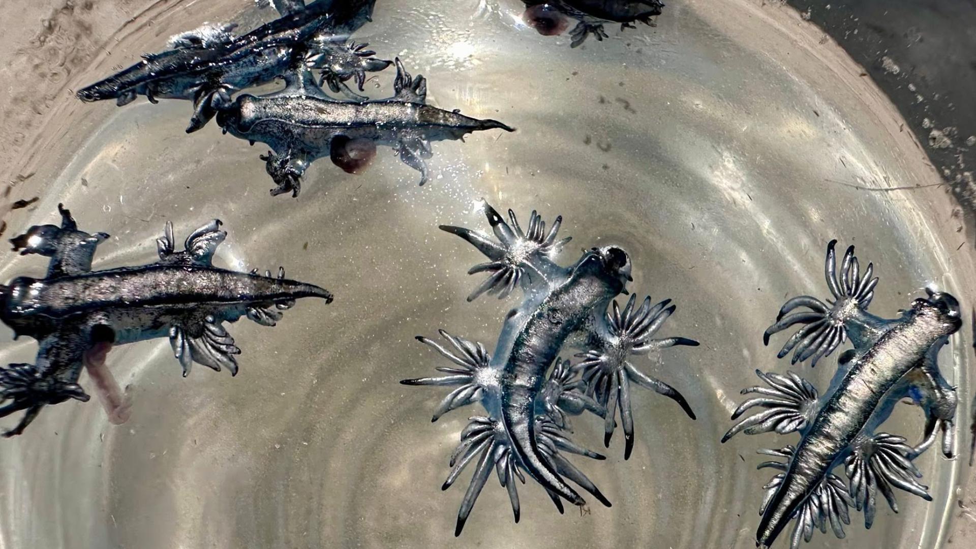 Tiny but dangerous: ‘Blue dragons’ washing up on Texas beaches, Harte ...