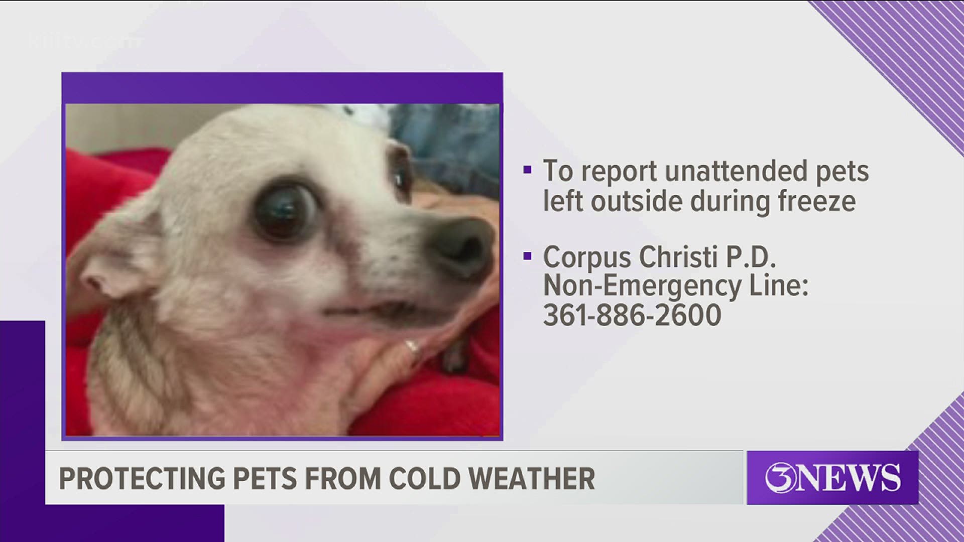 If you see a pet left unattended in the cold, call the Corpus Christi Police Department’s non-emergency line.
