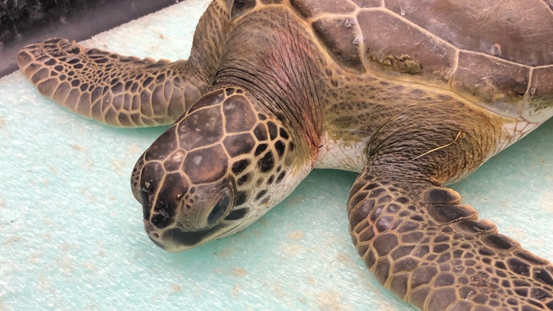 cold-stunned sea turtles are released back into the Texas gulf | kiiitv.com