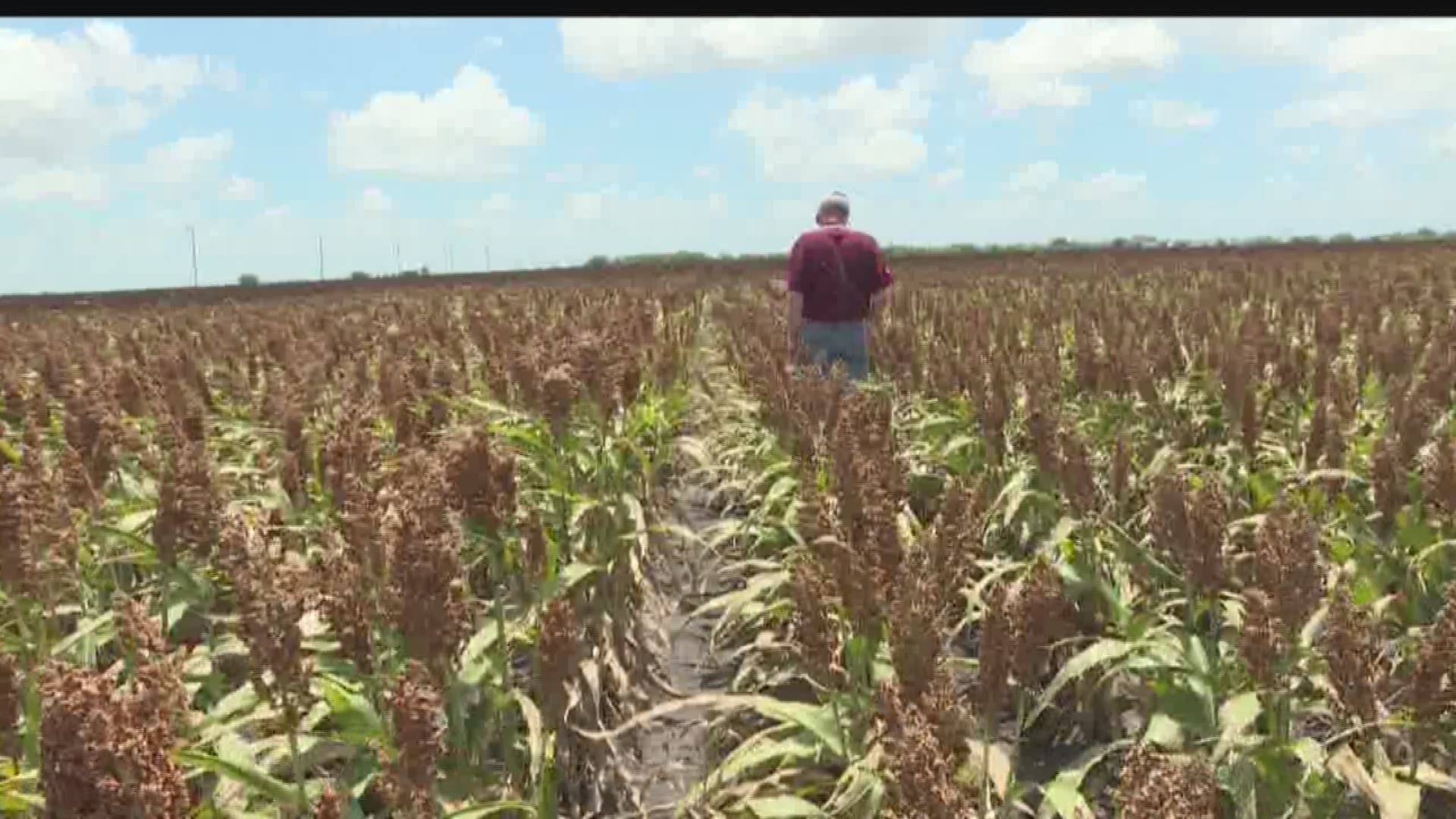 You might think last week's rains are something area farmers are happy about, but it turns out the rain came at the wrong time -- for sorghum farmers in particular.