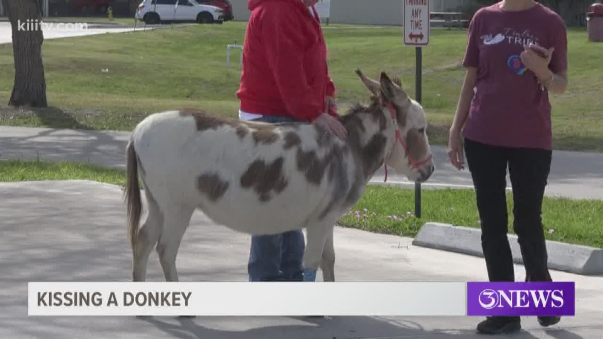 The school held it's Annual Rise and Shine Fundraising Walk-Run on February 15th, and their director said if they met their goal of $60,000 she would kiss a donkey.