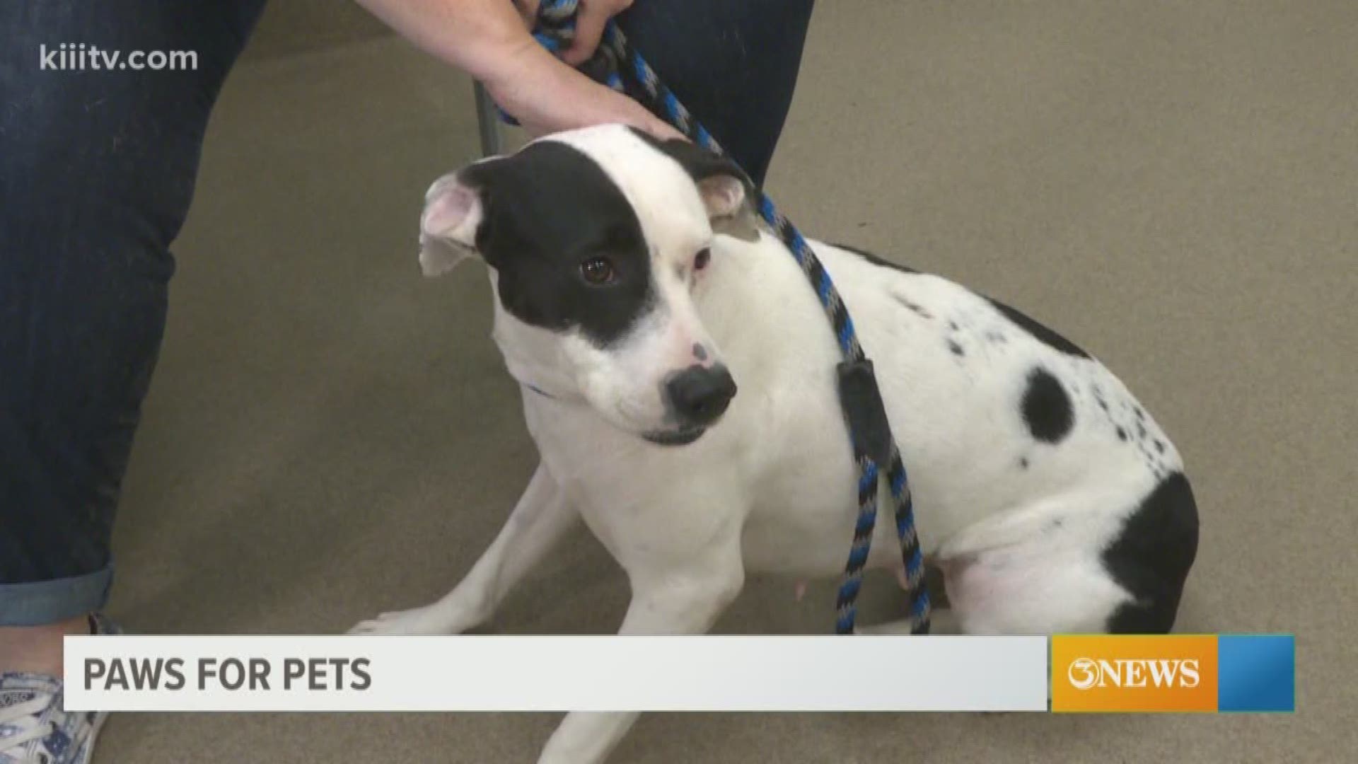 Meet your next pet from the Gulf Coast Humane Society.