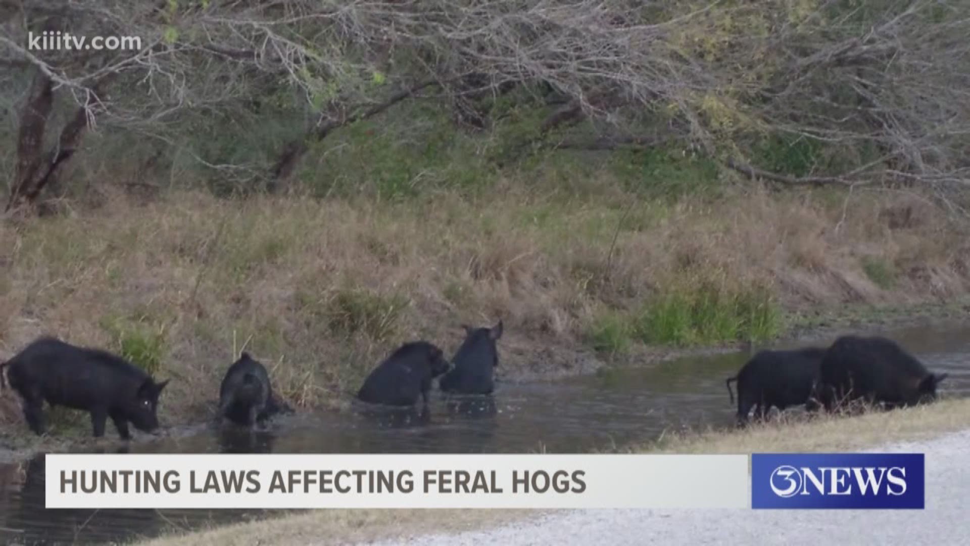 Lawmakers hope the change gives hunters a bigger opportunity to get the problem of feral hogs under control.