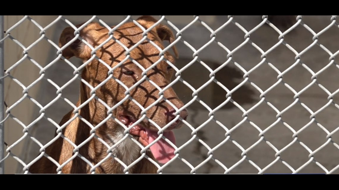 Corpus Christi Animal Care Services will soon receive a full assessment