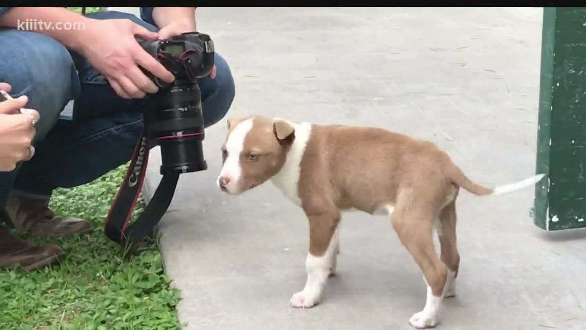 A disturbing video showing a puppy being choked by a man in Corpus Christi went viral on social media, catching the attention of authorities.