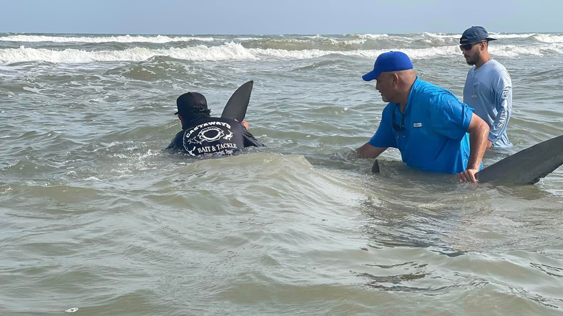 Good shark caught on the island - Picture of Padre Island
