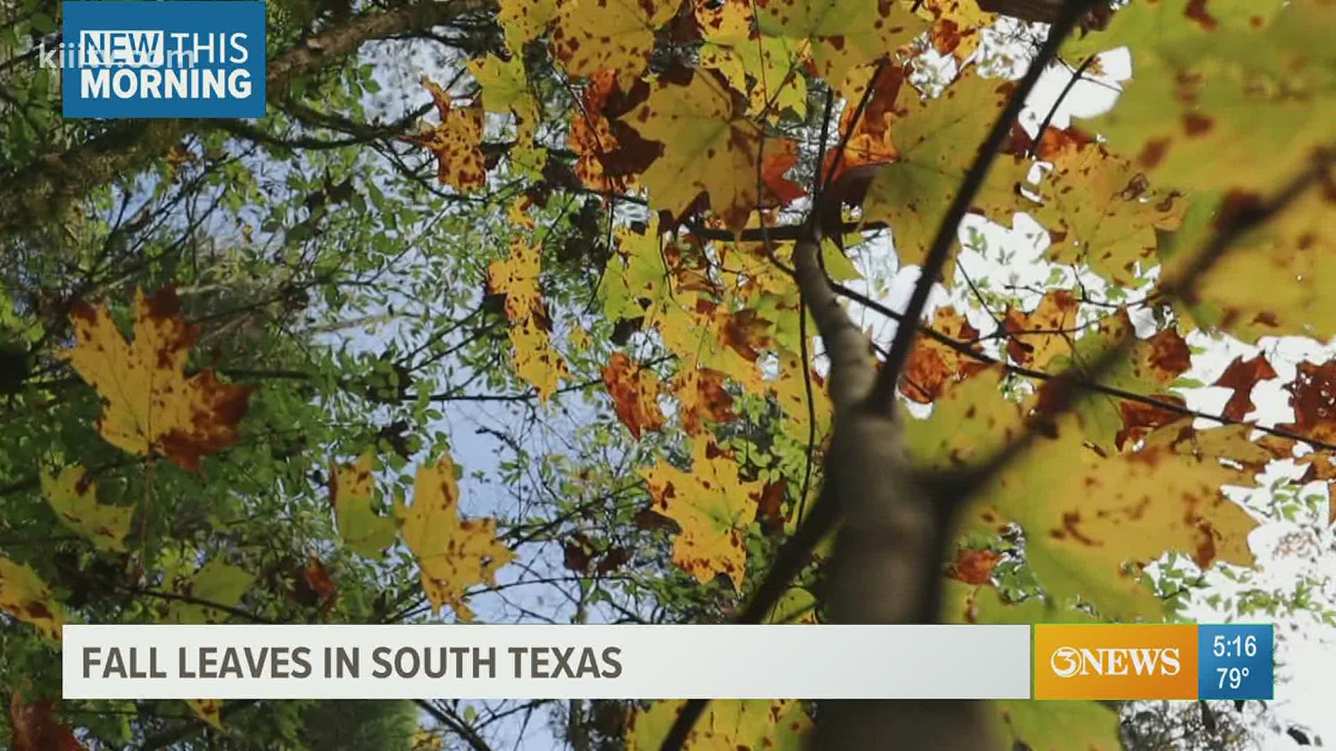 Although the Coastal Bend doesn't experience as intense of a fall foliage, some trees can show more colors.