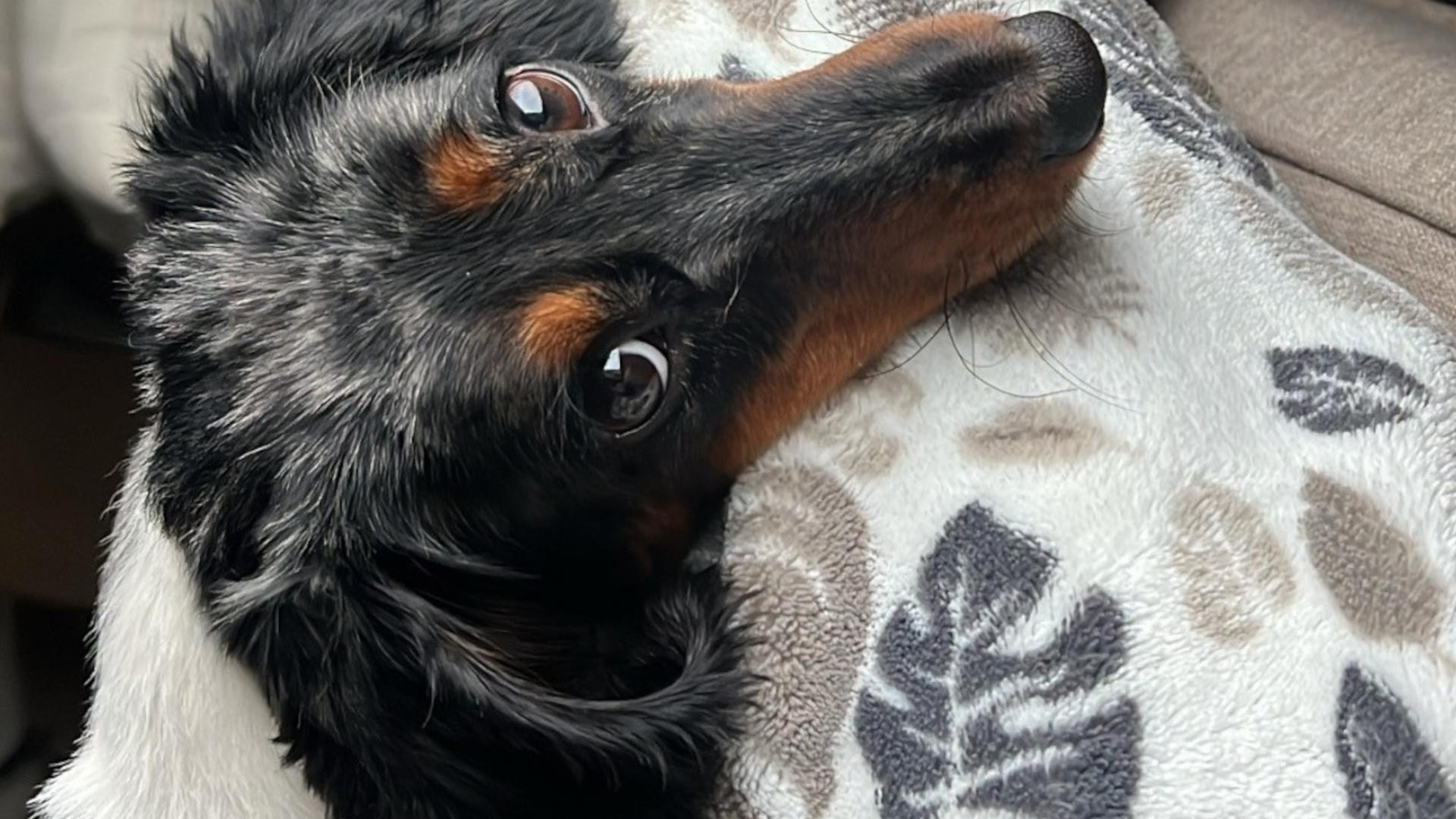 Did you lose your pets during the Fourth of July fireworks? Here are some tips on how to find them.
