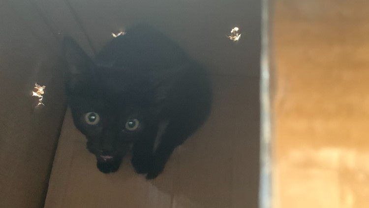 Connecticut kitten mystery solved, police say: Cat found in stolen, crashed  car belongs to a suspect – KLBK, KAMC