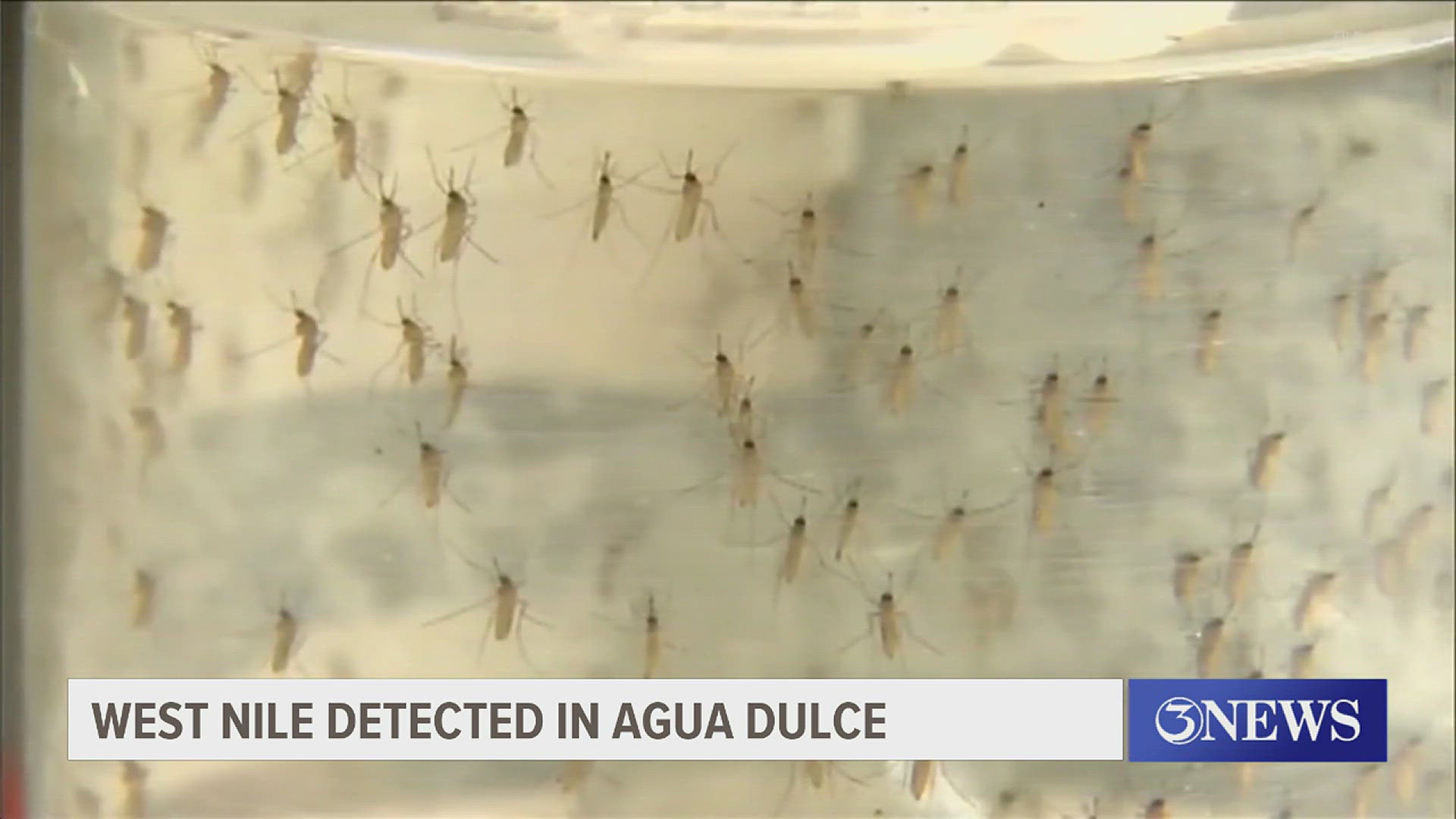 The news comes just a day after a second mosquito in Kingsville tested positive for the illness.