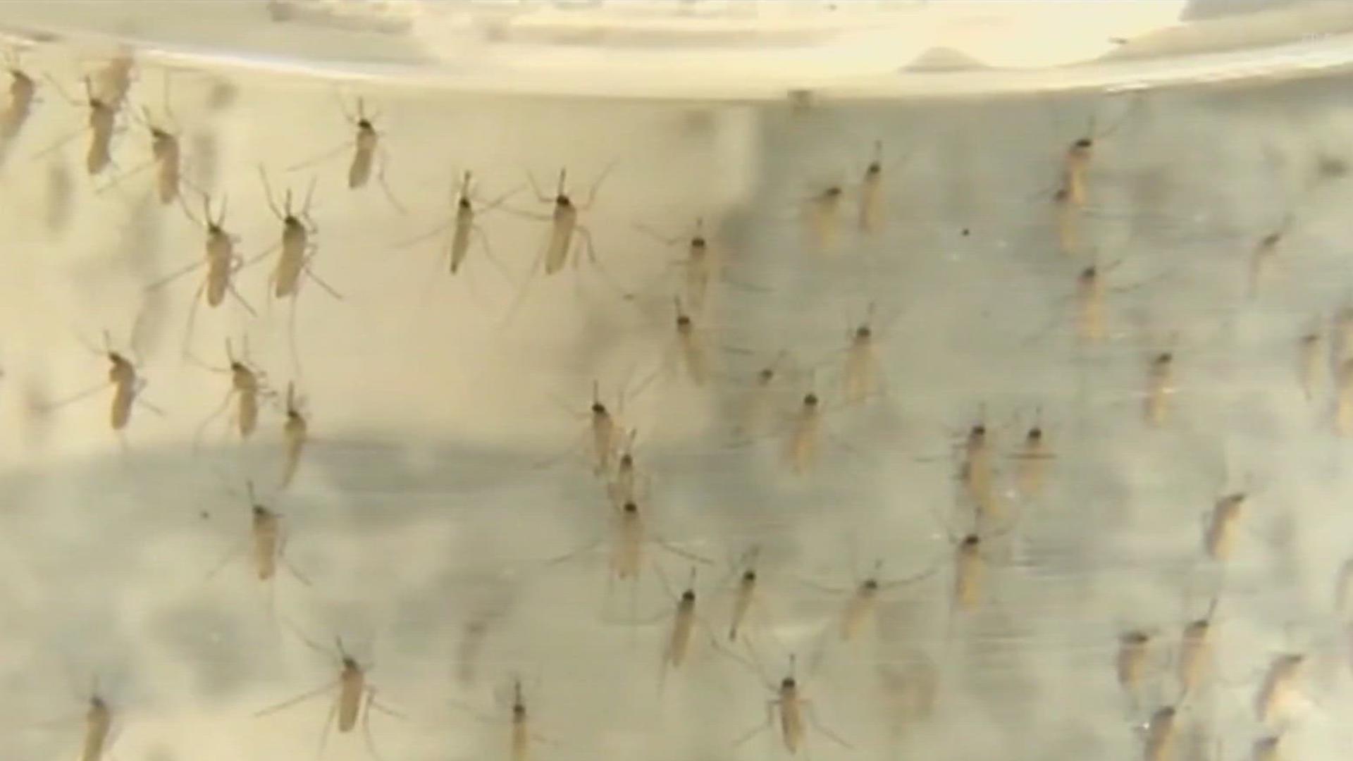 The news comes just a day after a second mosquito in Kingsville tested positive for the illness.