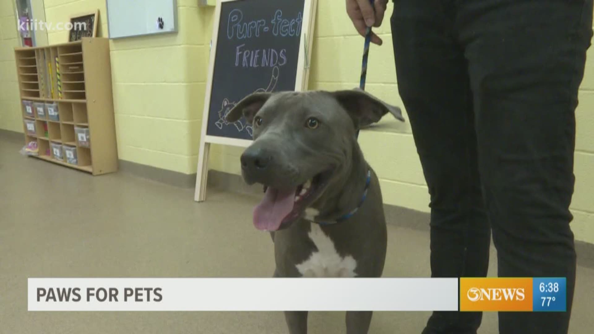 Meet your next pet from the Gulf Coast Humane Society