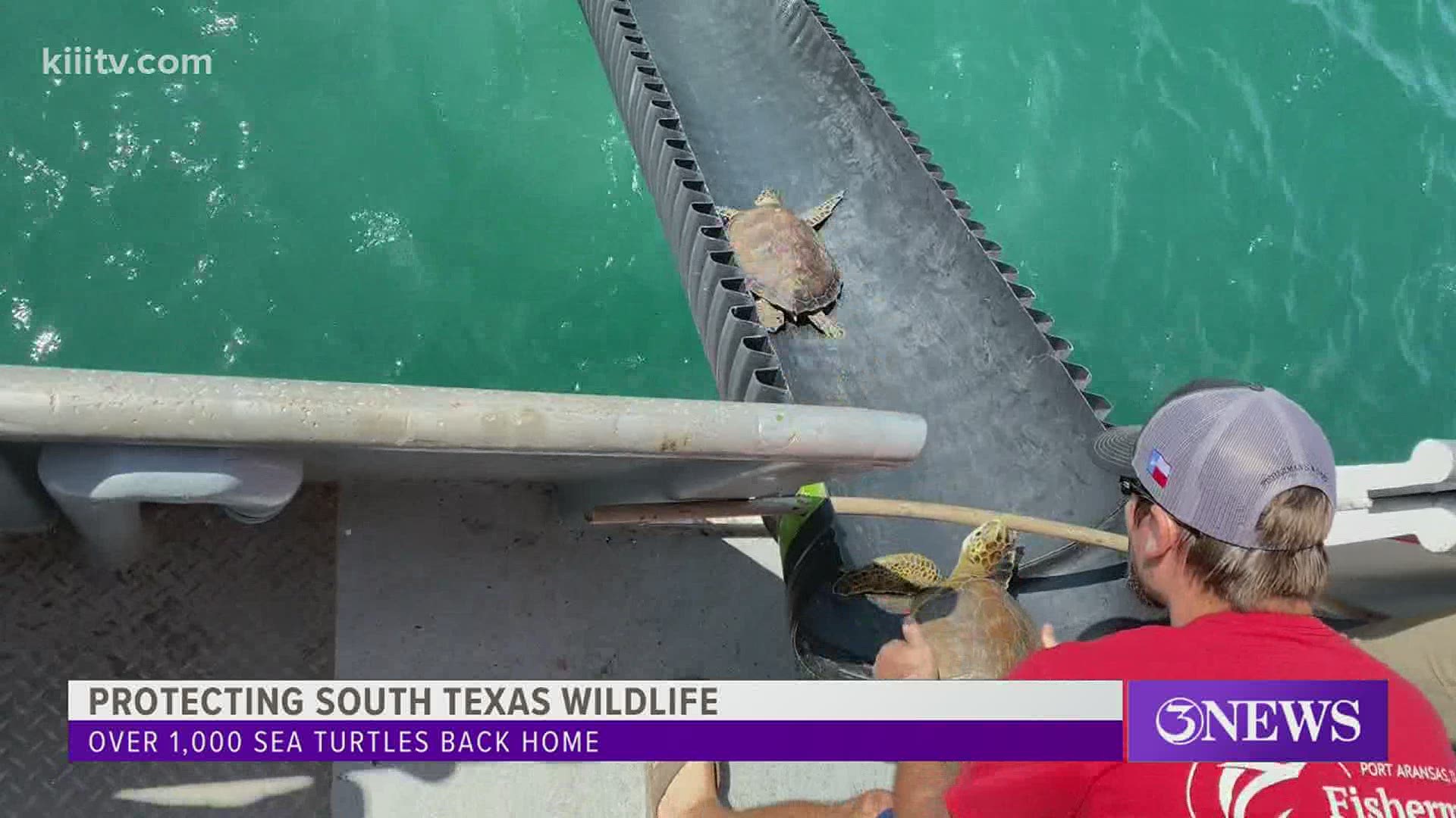 Overall, over 9,000 sea turtles were rescued in the Coastal Bend.