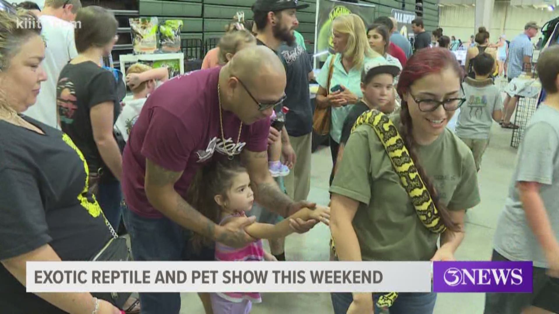 Fans of lizards, frogs, and all kinds of reptiles and amphibians can enjoy the Houston Exotic Reptile and Pet Show.