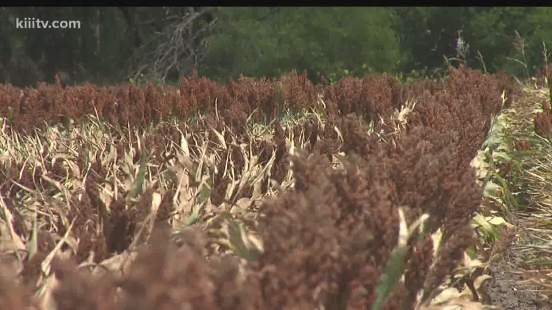 Farmers in San Patricio County are worried that the severe drought conditions might end up costing them a large percentage of their crops.