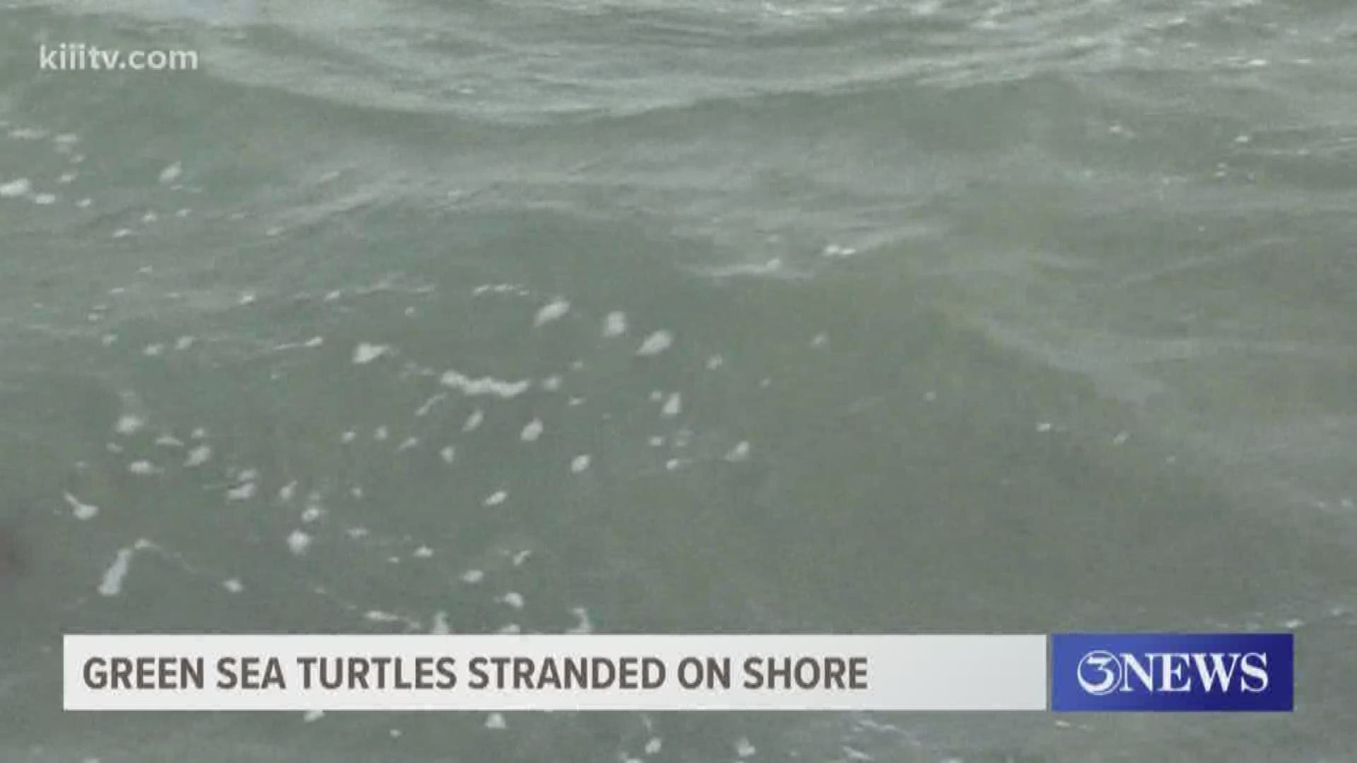According to experts, the turtles are getting stranded in much higher numbers than usual because of our strong winds and tidal conditions.