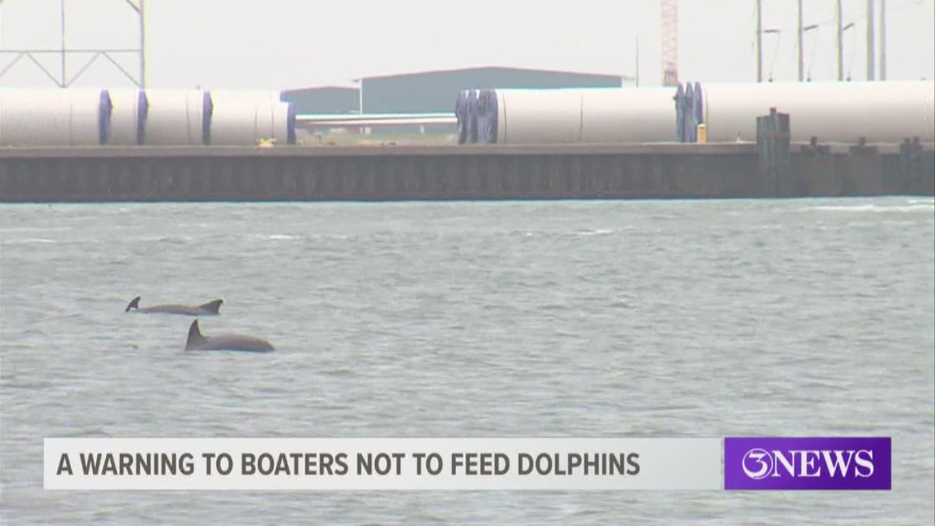 The Texas Parks and Wildlife are sending a strong message to boaters this summer that they are urging people to stay away from dolphins and they especially don't want anyone to feed them.