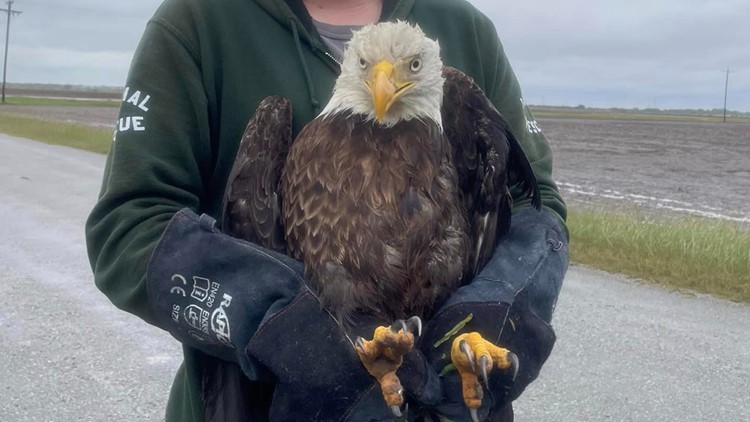 Bald eagle with injured wing rescued in San Patricio County