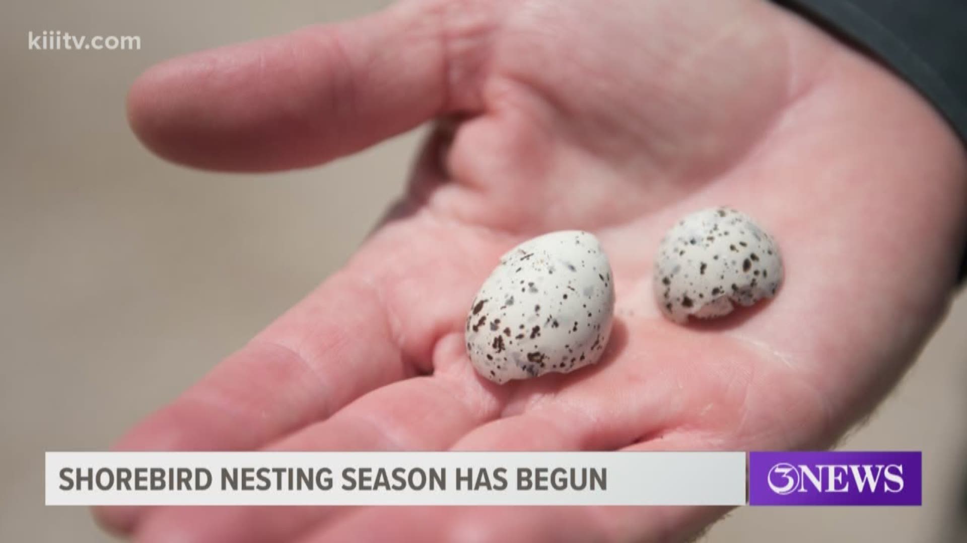 David Newstead, the Director of Coastal Bend Bays and Estuaries Program, says you can easily scare nesting birds away from the area, leaving their hatchlings to die.