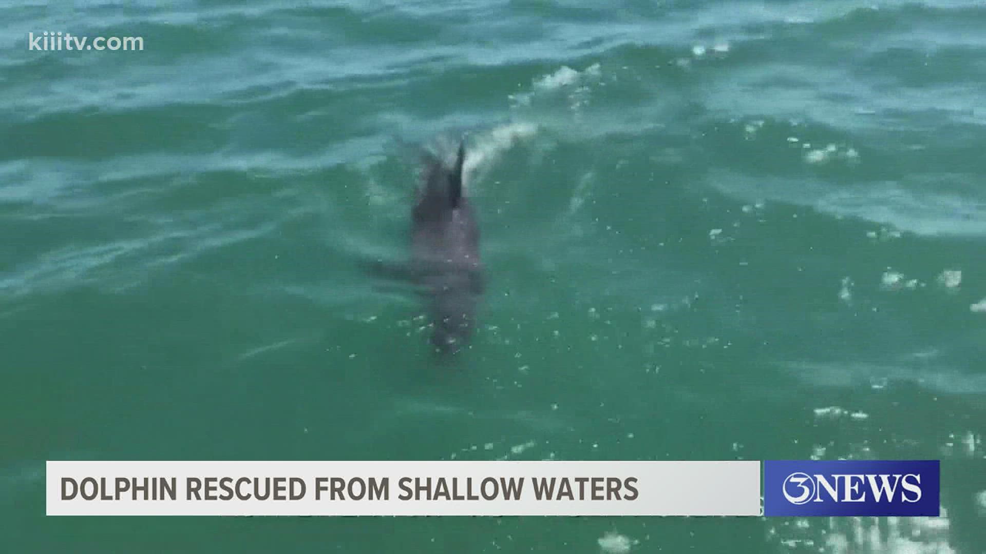 More than 20 people rushed to help after the dolphin was found swimming in shallow waters in Lighthouse Lakes near Port Aransas, Texas.
