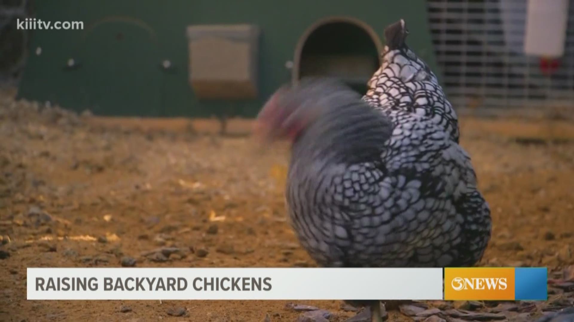 Chickens help home gardens