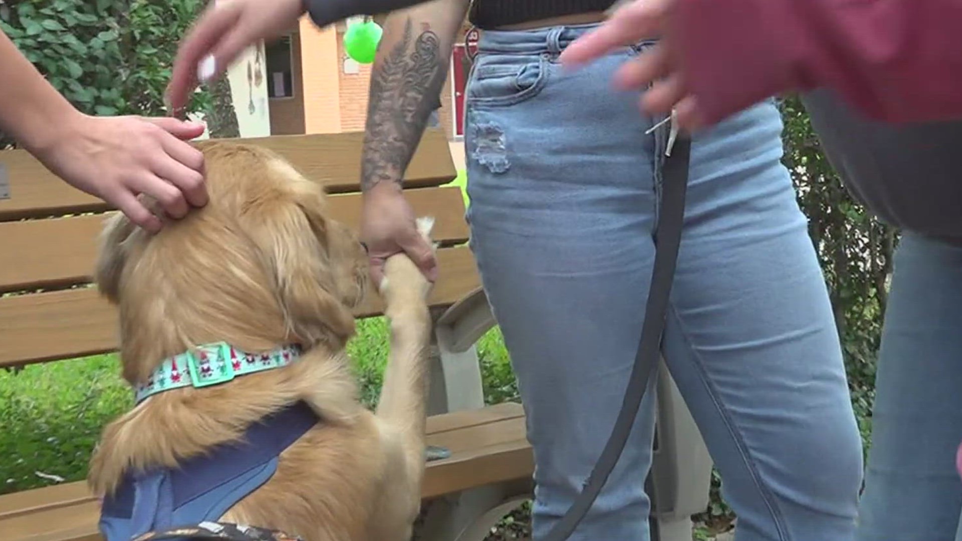 The Puppies Relieving Pressures event was put on by the school's 'Angels Defeating Mental Illness' group.