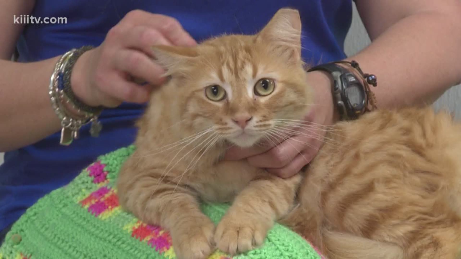 Adopt your next cat from PAAC or People Assisting Animal Control on this week's Paws for Pets with Kristin Diaz.