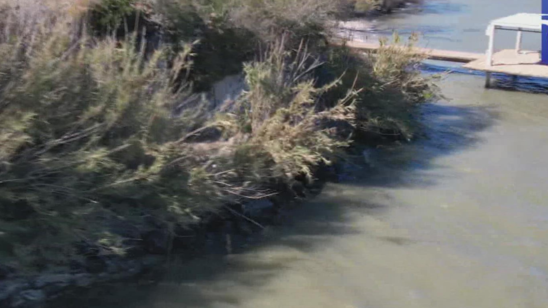 Invasive and harmful weeds around Lake Corpus Christi may soon be addressed by the city's water department.