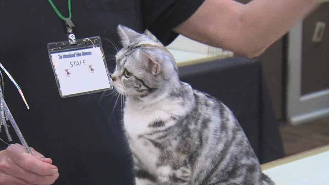 Cats from all over the world attend International feline showcase