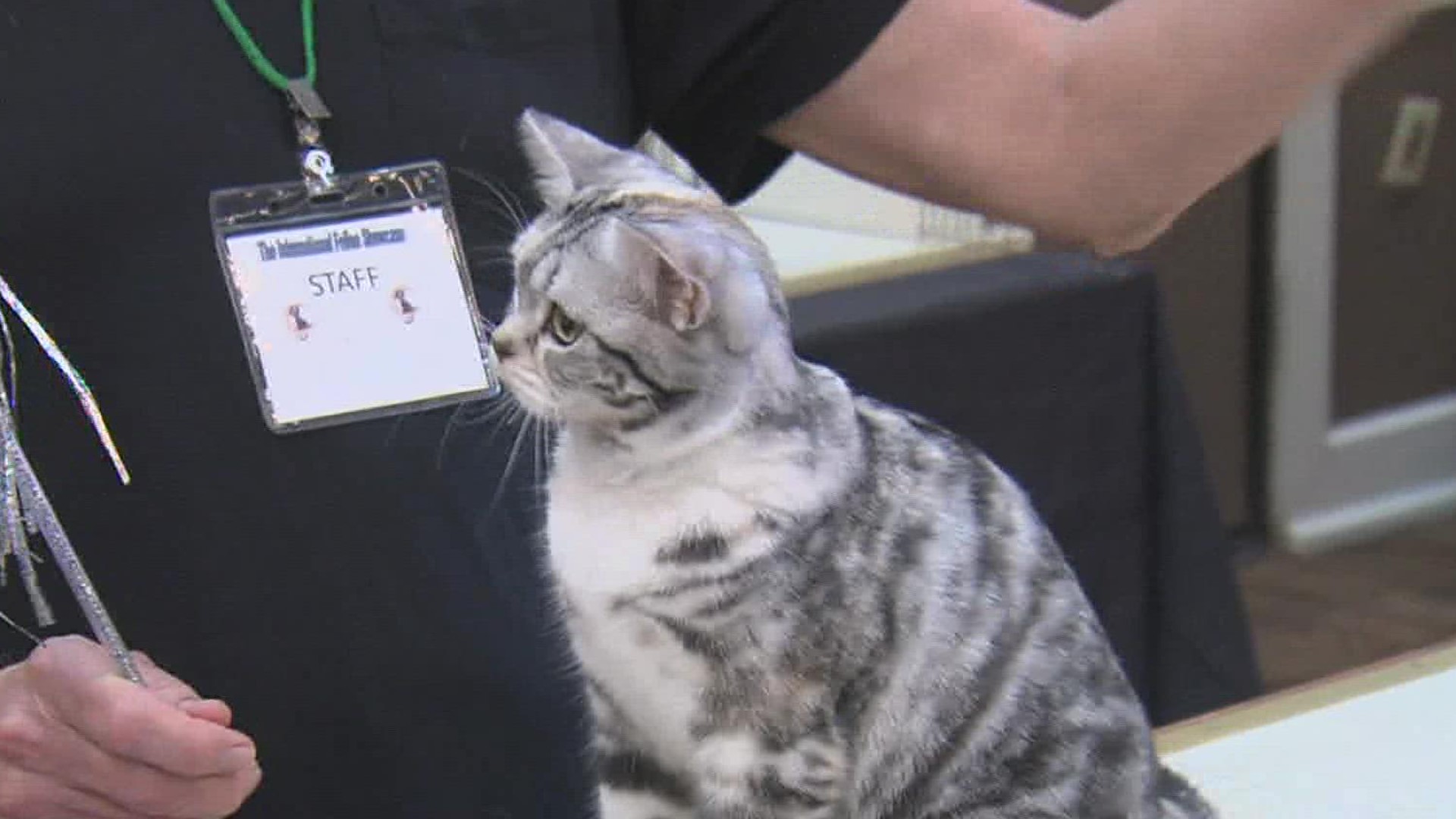 50 different breeds of pedigreed cats and household pets, totaling in almost 200 competed for best of the best.