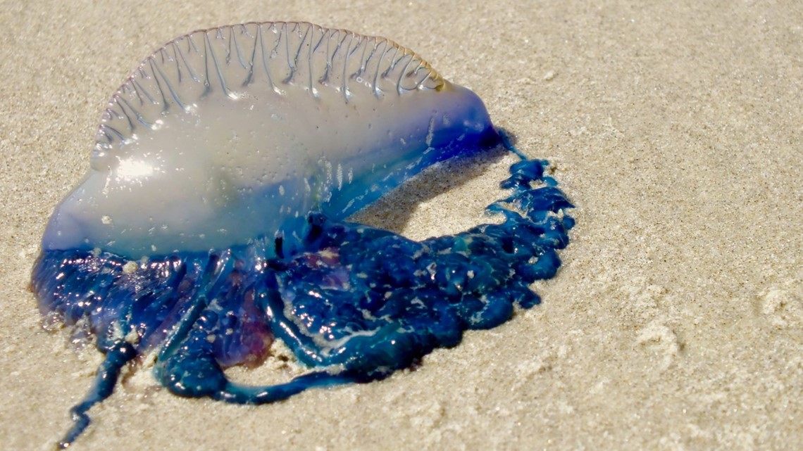 Beach Safety: Jellyfish and Stingrays | kiiitv.com