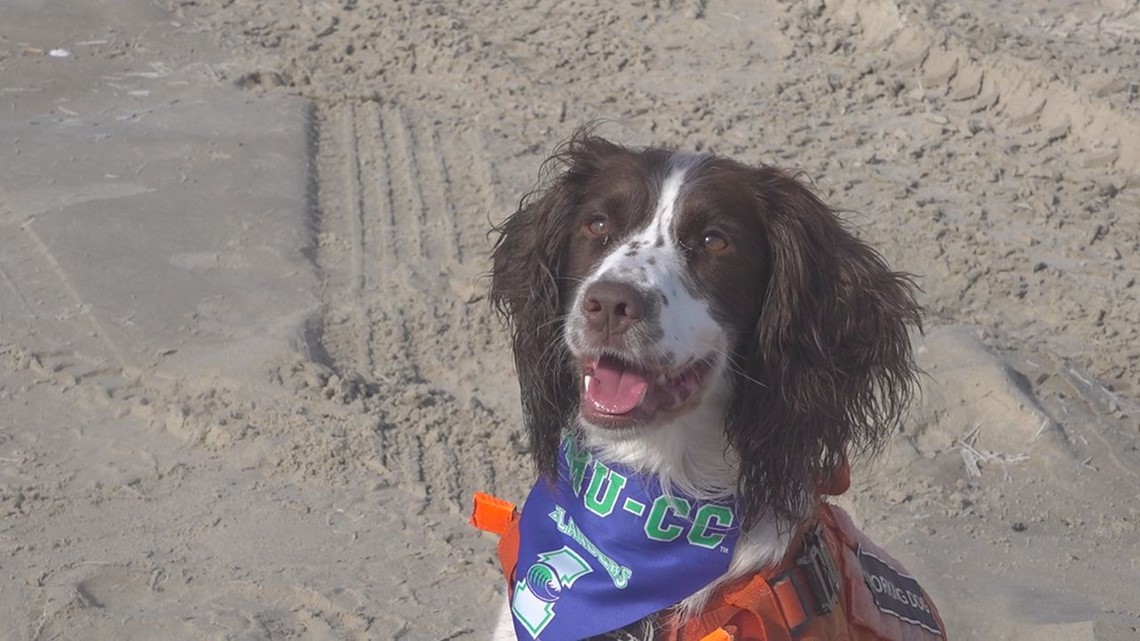 TAMUCC embarks on study to train K9's to detect oil spills - Vimarsana News