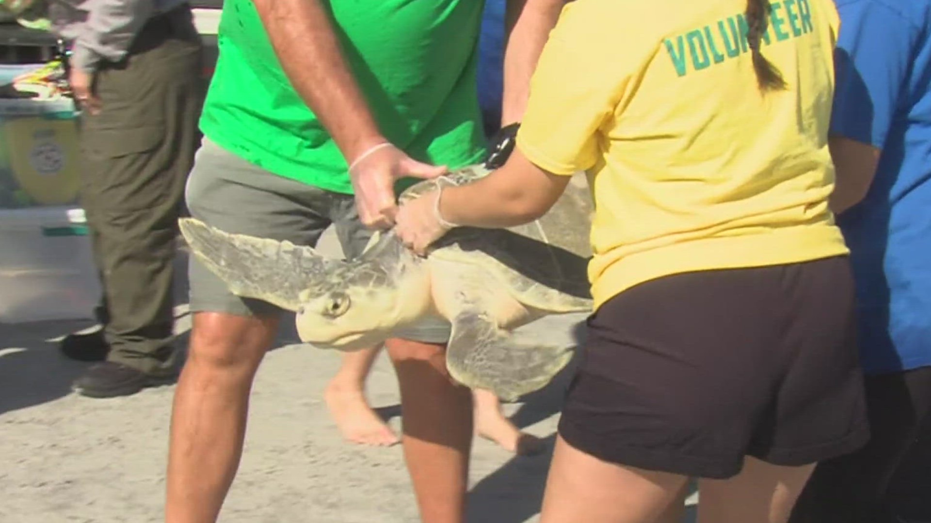 The turtles were part of the last turtle release of the year. Kemp's ridleys are the rarest and most endangered species of turtle.