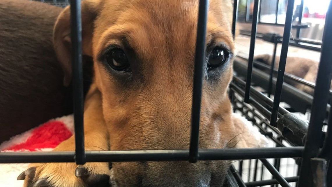 Corpus Christi pet store hosts adoption event