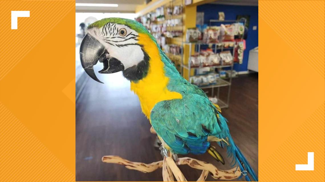 Corpus Christi rallies to find stolen macaw, Romeo - Vimarsana News