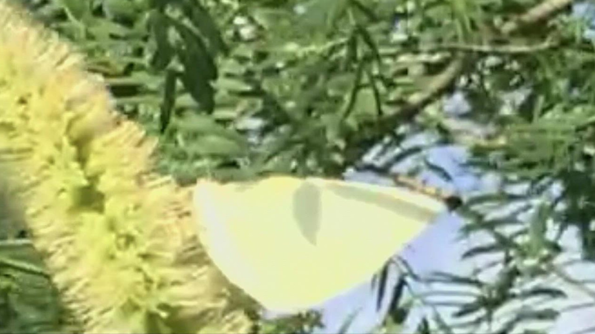 Lyside Sulphur butterflies are currently migrating throughout Texas.