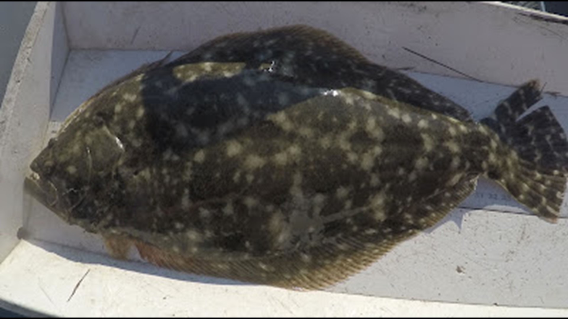Flounder fishing season comes back after six week pause