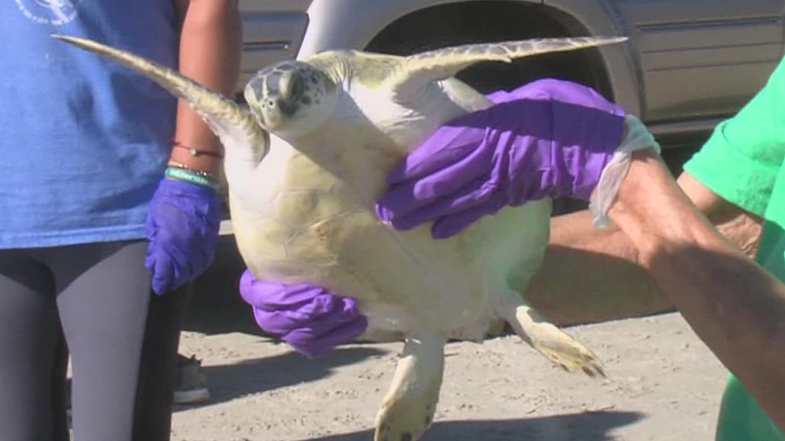 Corpus Christi Turtle Release 