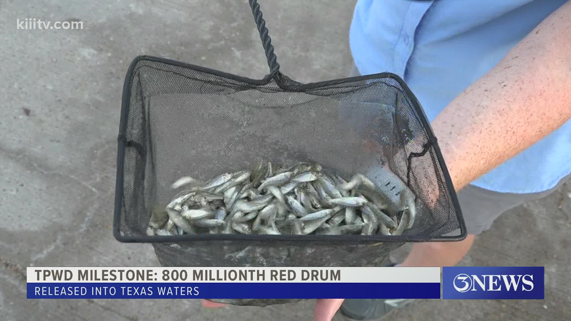 Early Thursday morning, a Texas milestone was reached, as the 800 millionth Red Drum was released into Texas waters, according to TPWD.