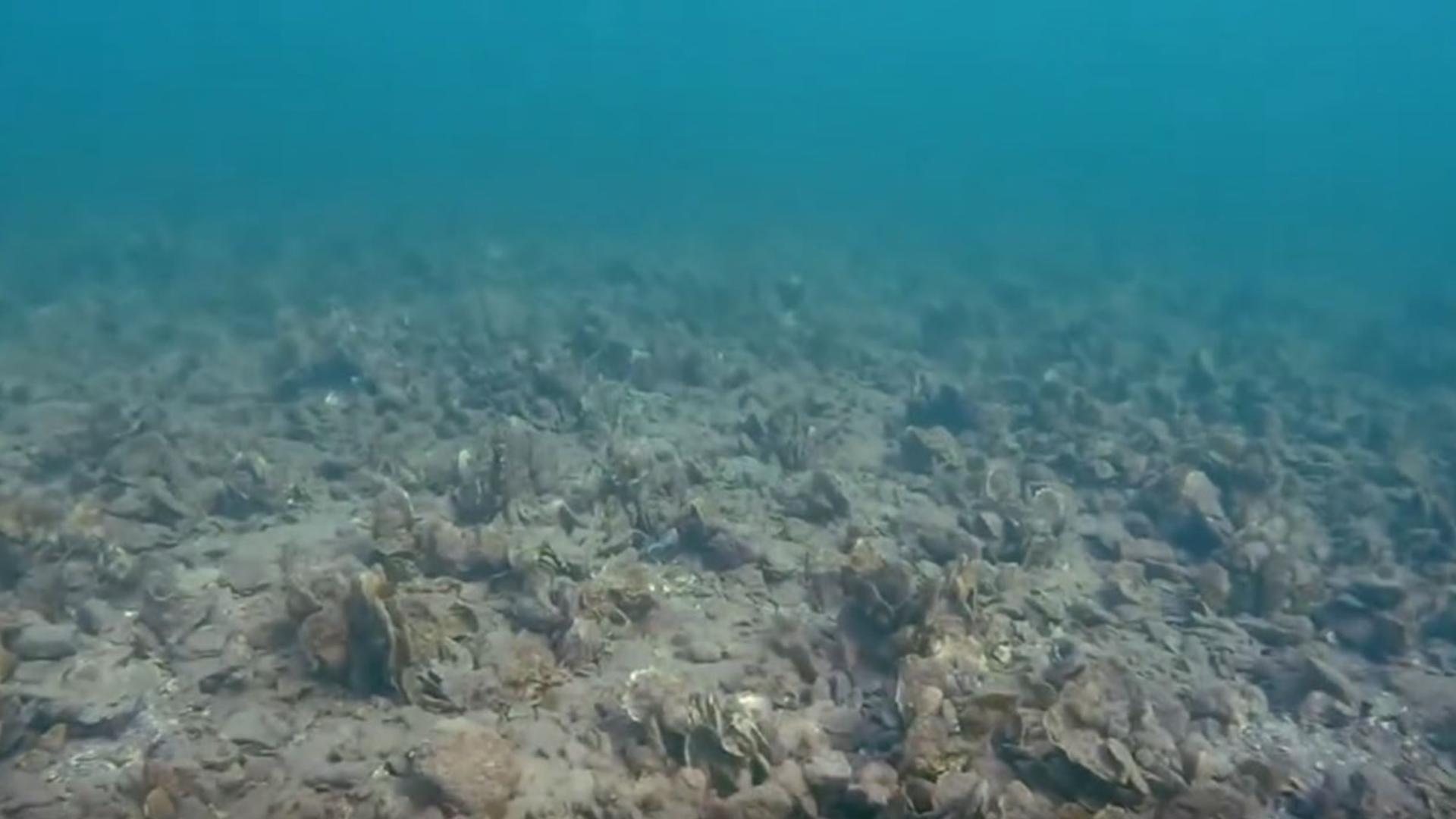 San Antonio Bay is closing to oyster harvesting on Sunday due to a low number of legal sized oysters to harvest.