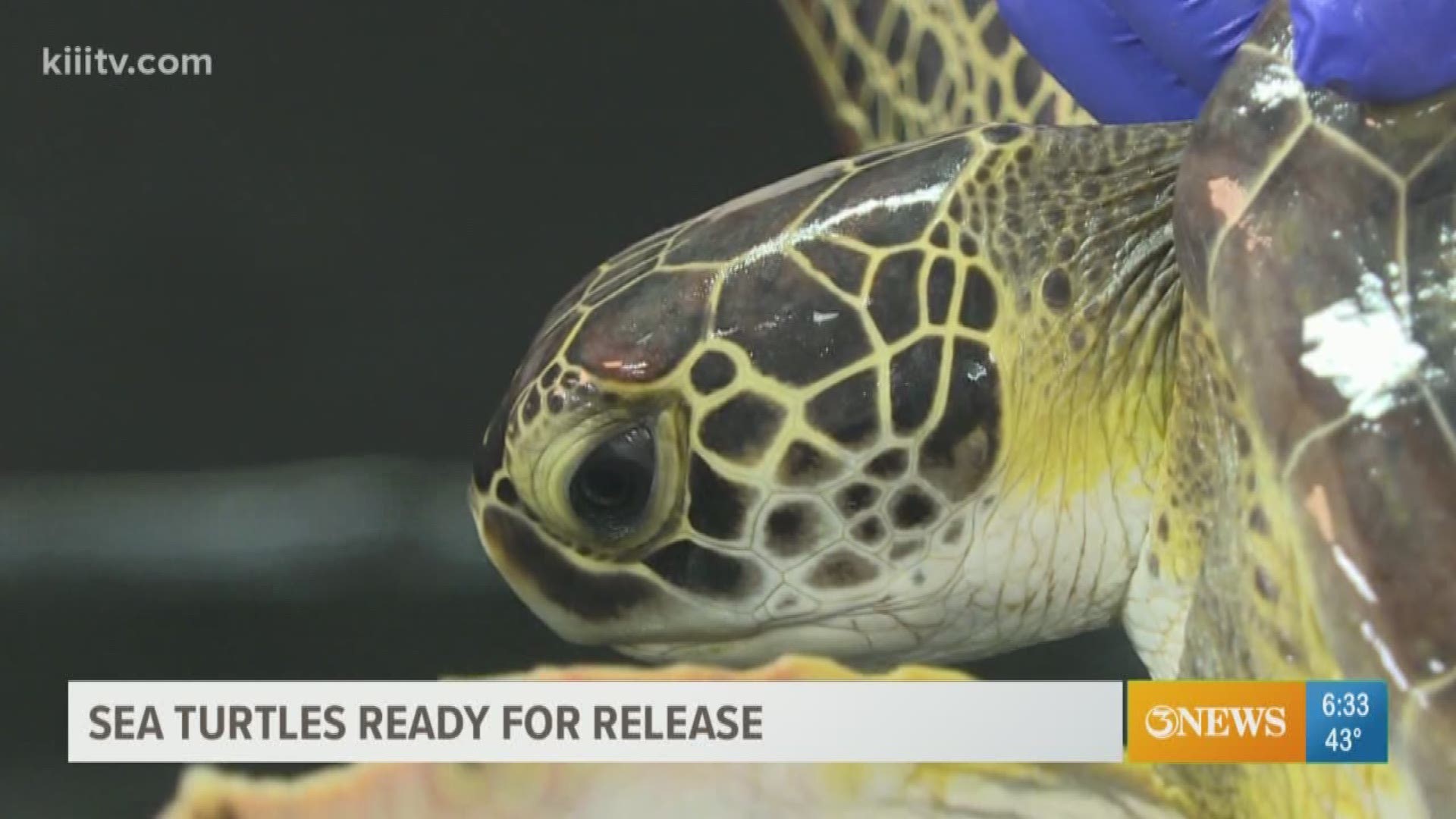 Over 100 sea turtles were rescued from the shivering Coastal Bend waters