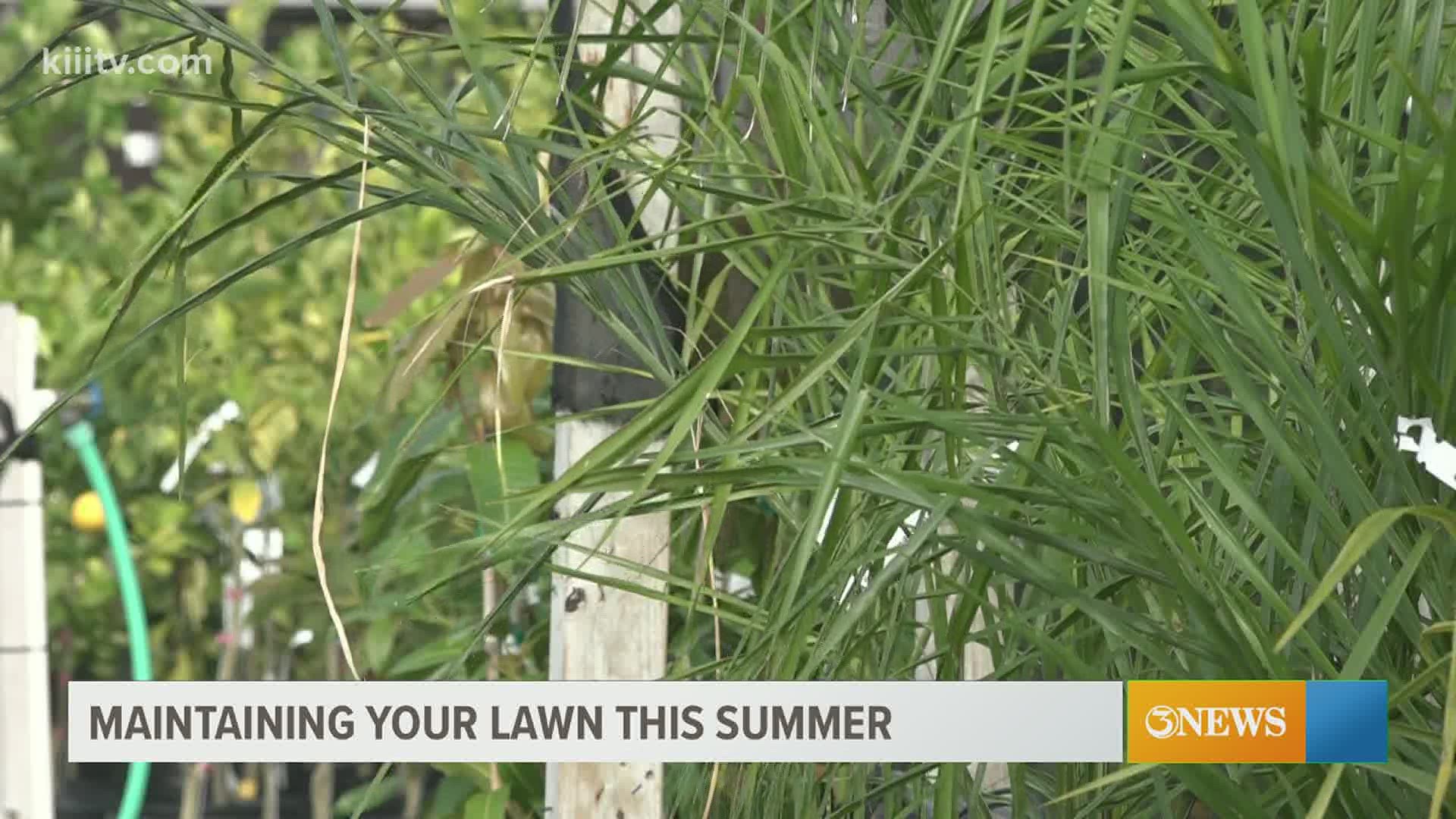 Ways to keep your lawns through the summer