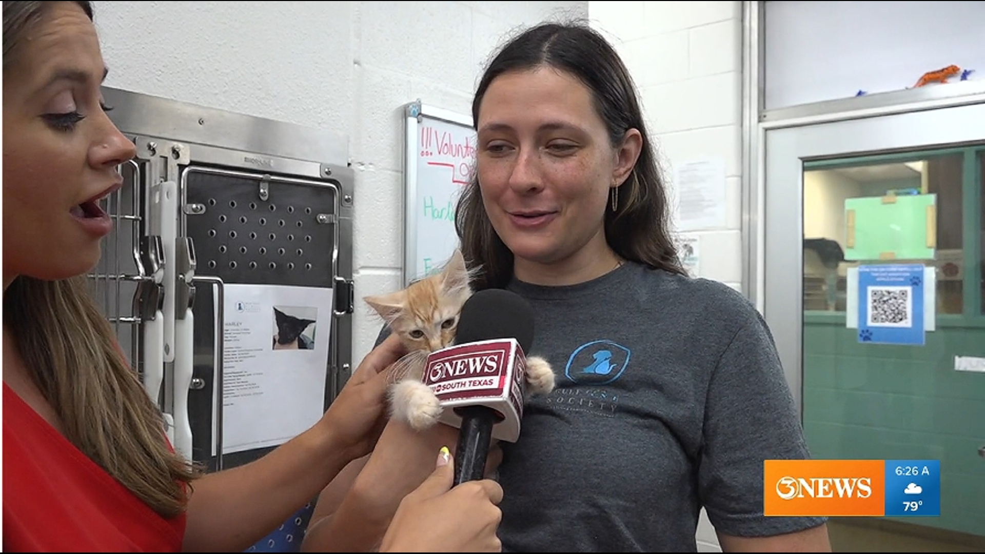 Looking to adopt a cat today? | kiiitv.com