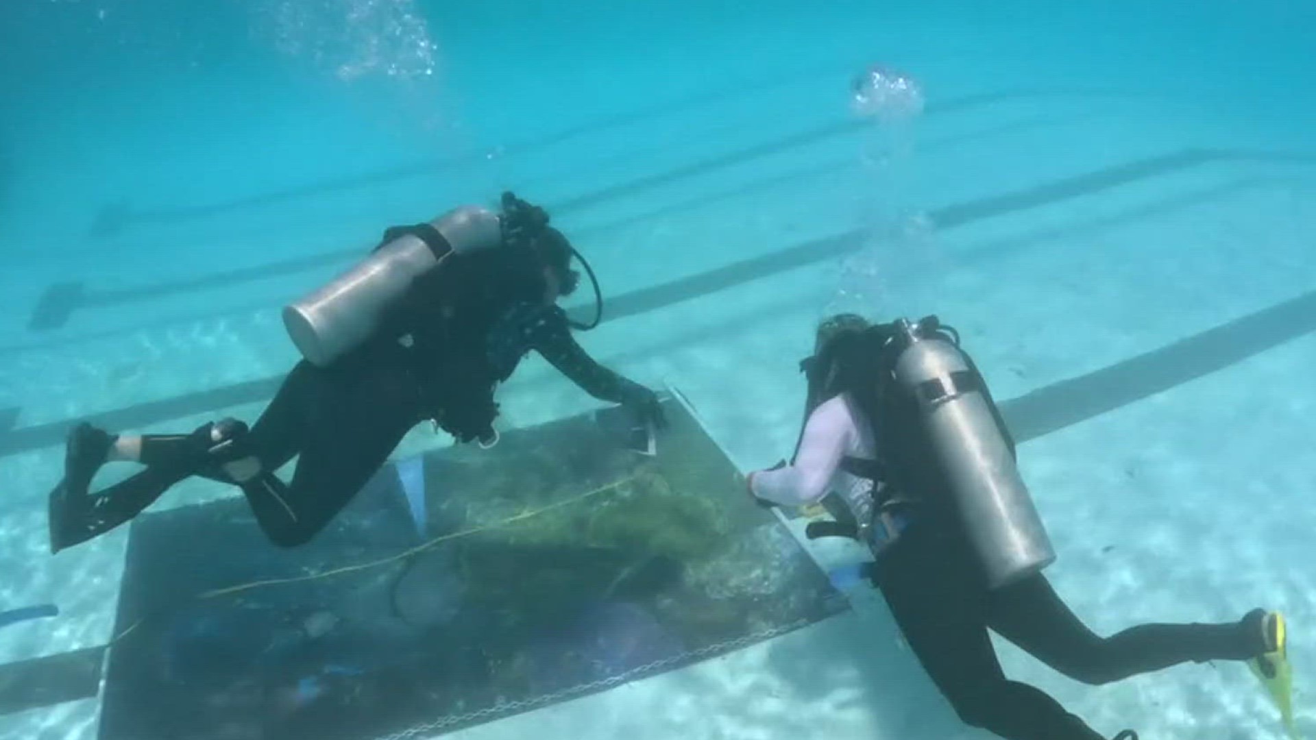 Texas A&M University-Corpus Christi marine biology department students had the chance for an in-depth and hands on learning experience about coral reefs.