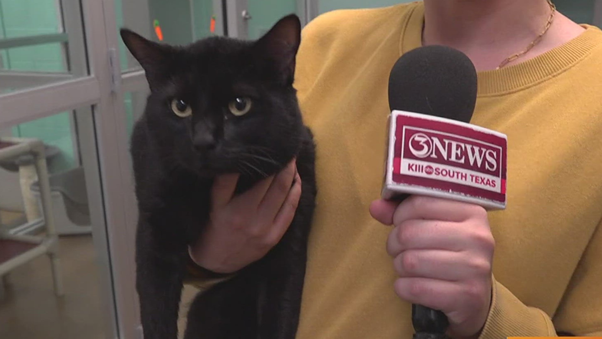 Jorge is an adorable, short-haired black cat waiting to be someone's cuddle bug today! You can find him and other purr-fect cats at the Gulf Coast Humane Society.