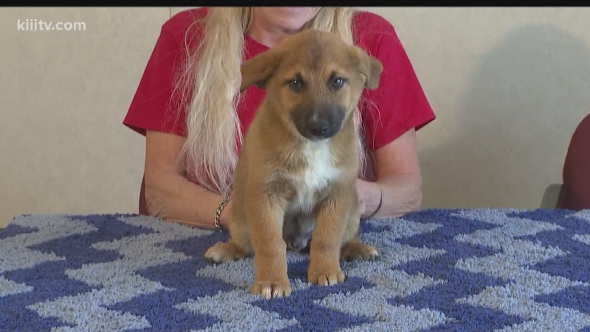 Sarge is a lovable german-shepard mix puppy who's looking for his forever home. 