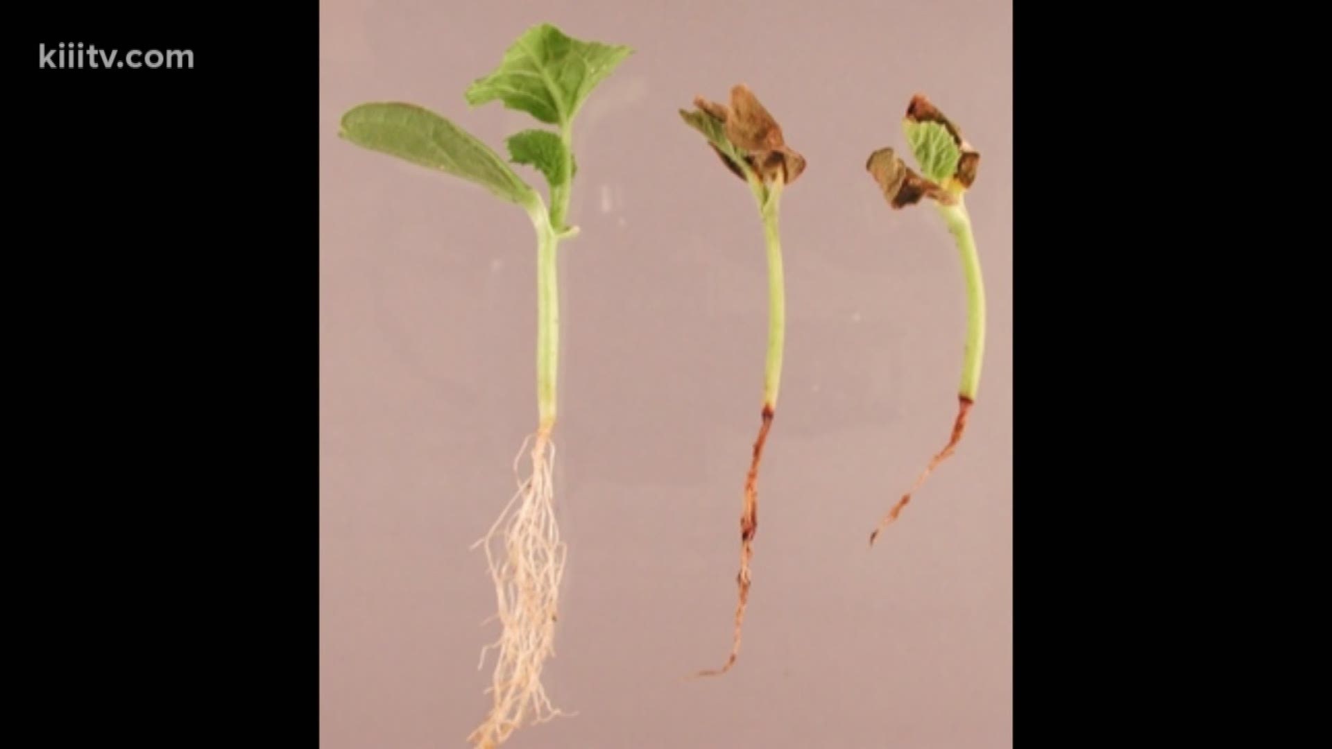 Pythium is a type of root fungus that can be easily controlled without a great deal of cost.