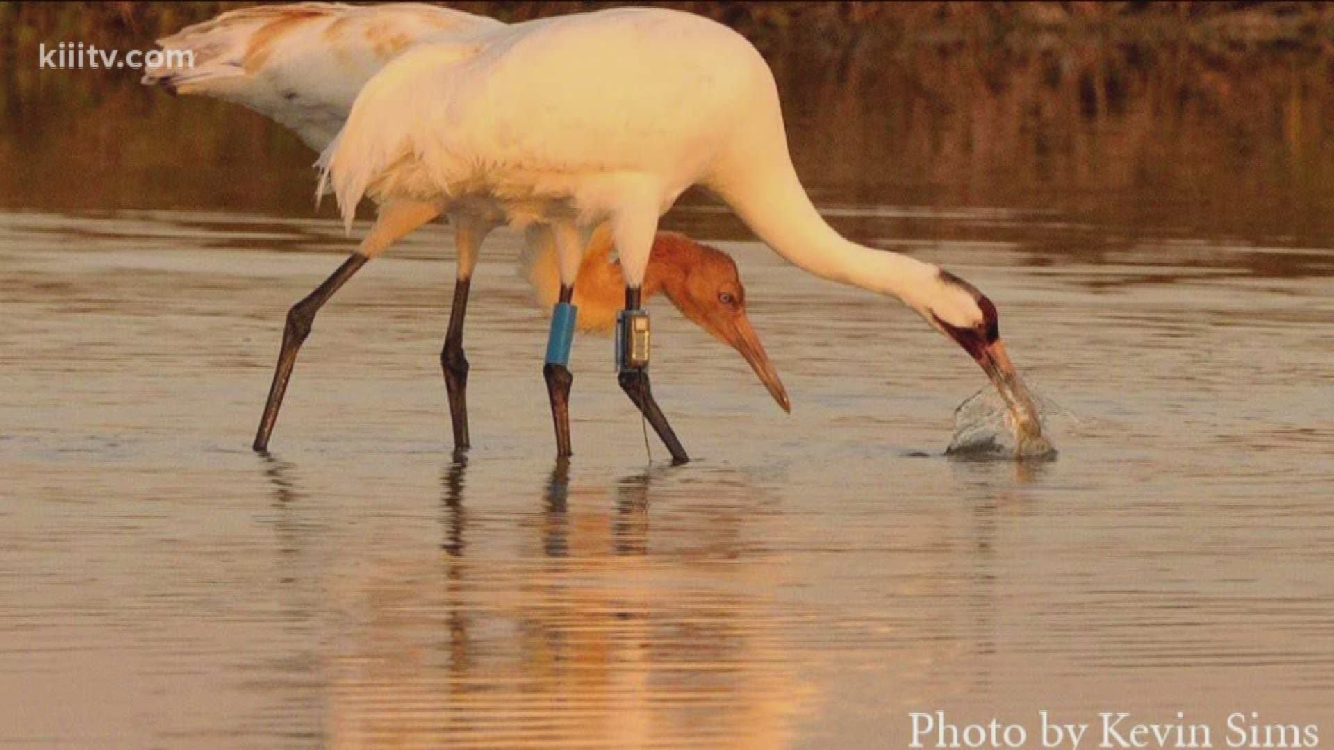 A local foundation is doing their best to save the endangered Whooping Cranes throughout the Coastal Bend. Coordinators with the International Crane Foundation tell how you can get involved and all about their upcoming festival.