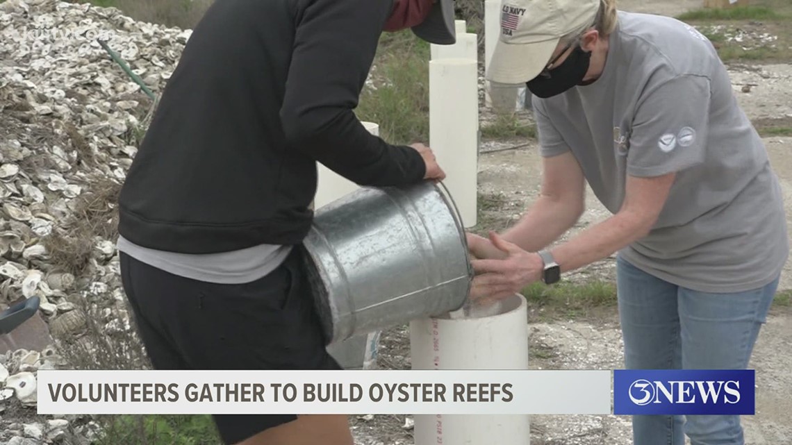 Volunteers gather to recycle oyster shells - Vimarsana News